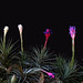 Tillandsia aeranthos - six color variations