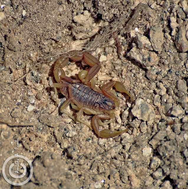 Escorpión común (Buthus occitanus)