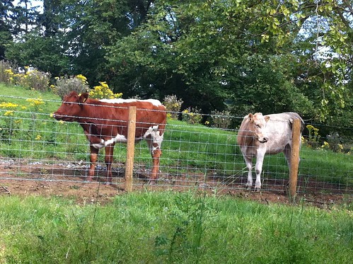 The New Neighbours!