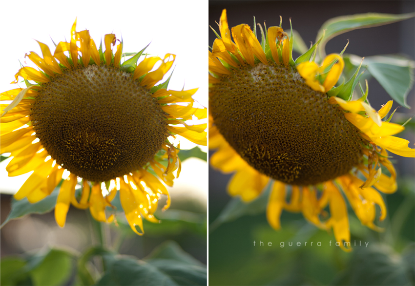 sunflowers-4