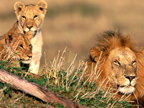 kazaAfrican Lions