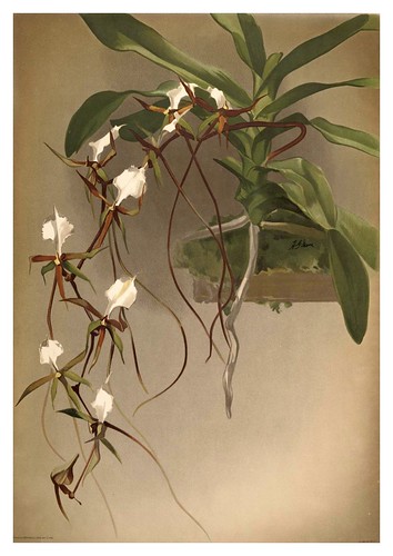 017-Angraecum Caudatum-Reichenbachia-Orchids illustrated and described..VolI I-1888-F.Sander