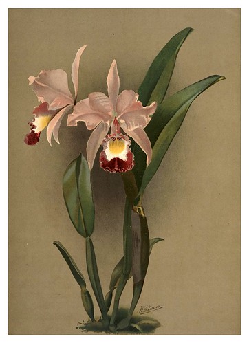 028-Cattleya Ballantiniana-Reichenbachia-Orchids illustrated and described..VolI I-1888-F.Sander