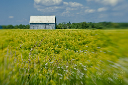 251:365 Improbably blue barn in a yellow field