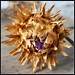 Dried Giant Thistle from Jubar