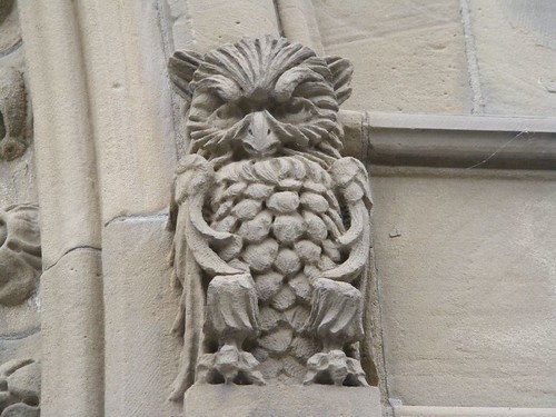A wise owl