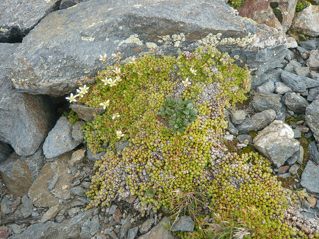 Florada alpina