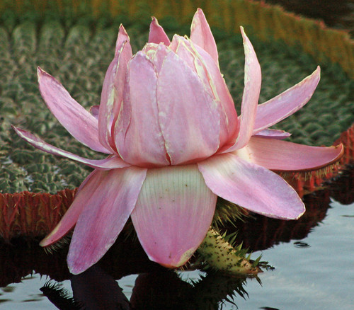 waterlily94d