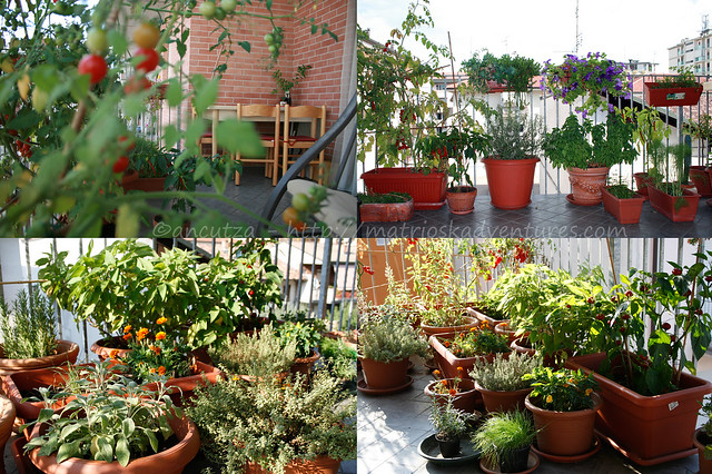 immagine foto orto sul balcone con erbe aromatiche, fiori e pomodori