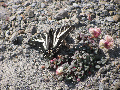 St. Helens butterfly