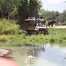 Safari at Disney's Animal Kingdom