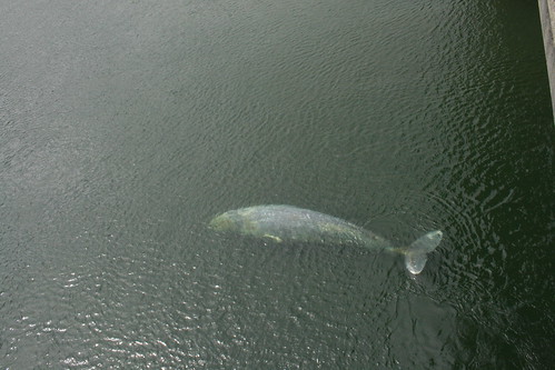 Klamath River Whale