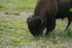 Bison Head