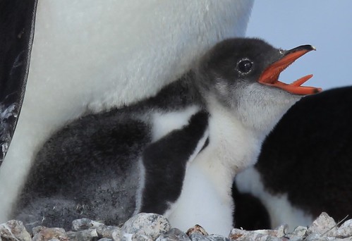 Gentoo Penguin chick showing some tongue by Liam Q
