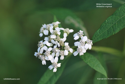 White Crownbeard - Verbesina virginica