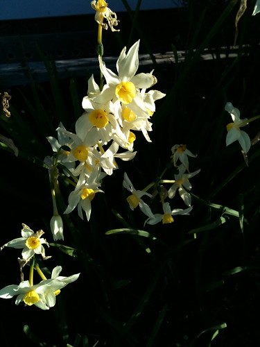 Day 211 - Daffodils by dragonsinger