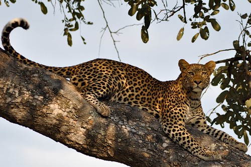 On the Okavango Delta: A mama leopard relaxing between kills, Lauren Kidd, University of Cape Town, Spring 2010.