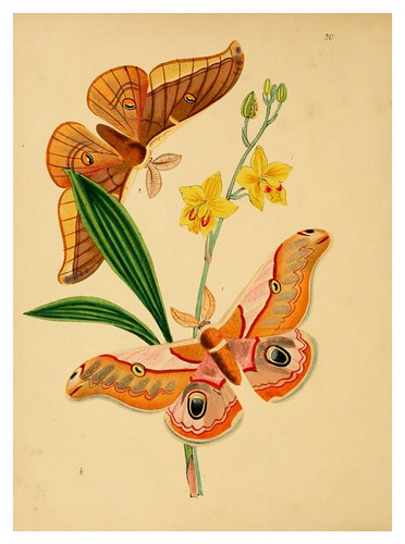 008-The cabinet of oriental entomology…1848- John Obadiah Westwood