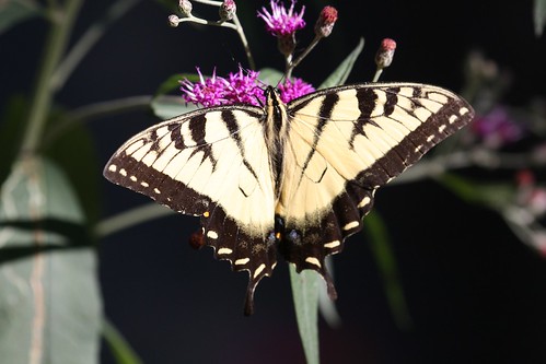 Tiger swallowtail by ricmcarthur