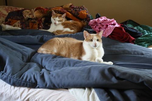 kitties in bed