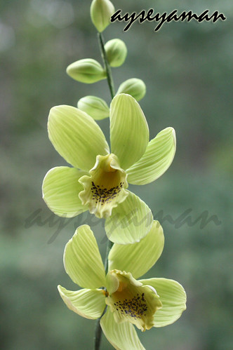 Şeker hamurundan orkide (gum paste orchids)