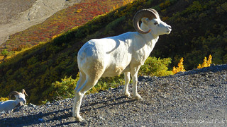 Wildlife - Animal - Dall Sheep in Denali Natio...