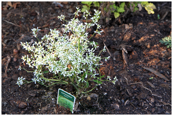 Newly planted Euphorbia Gloria