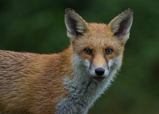red fox 10