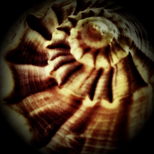 Shell (259/365) by elawgrrl