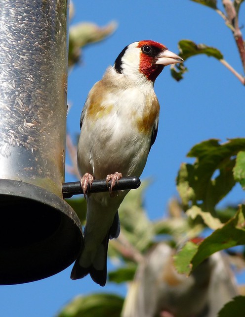 24735 - Goldfinch