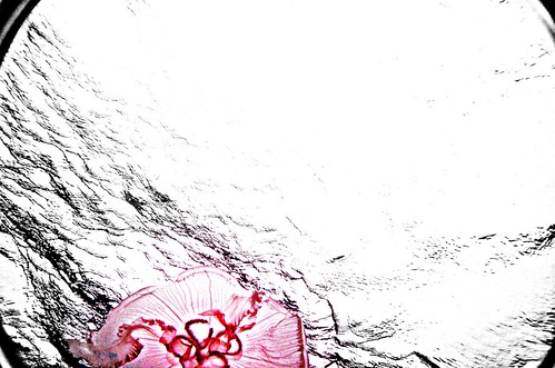 Jellyfish - Breakers Reef 8.6.11 by elawgrrl