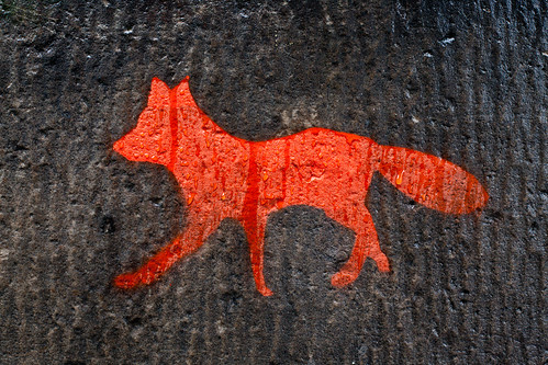 edinburgh fox