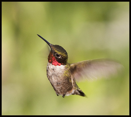 Male ruby-throated hummingbird in flight 7 by Jen St. Louis