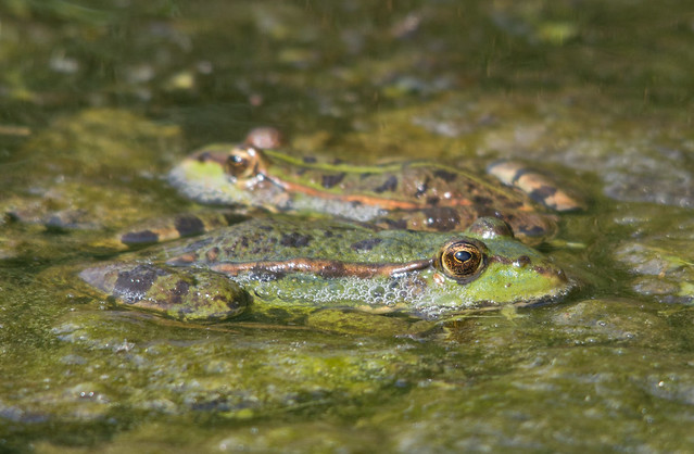 marsh frogs