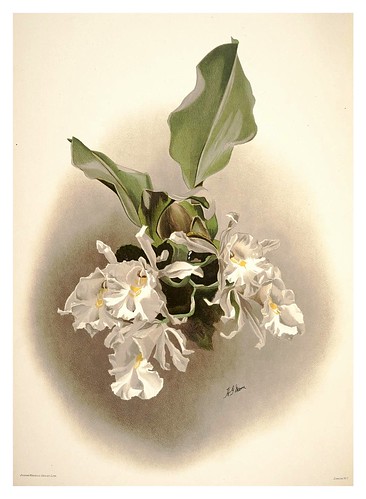 009-Trichopilia suavis alva-Reichenbachia-Orchids illustrated and described..Vol I-1888-F.Sander