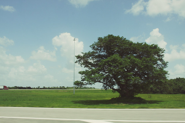 highway tree