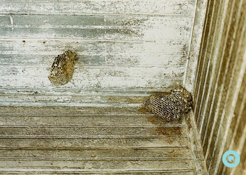 Texas-wasp-nest
