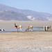 Un gruppo di vigogne e gabbiani al lato della Laguna Blanca