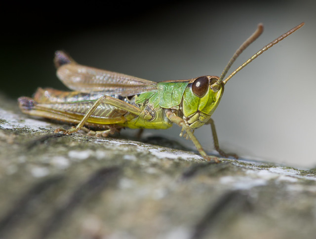 meadow grasshopper 2