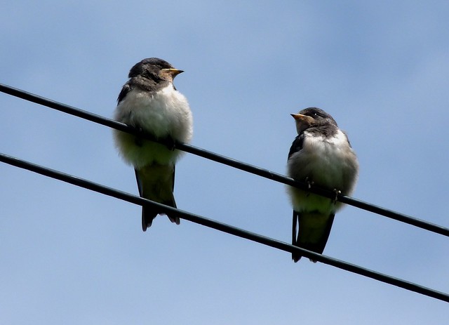 24869 - Swallows, Manorbier