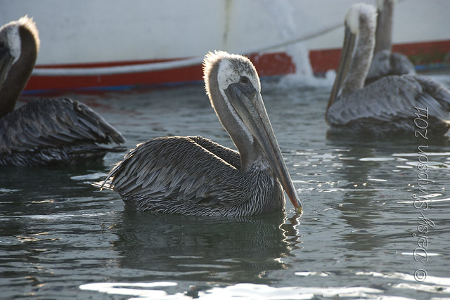 D2 duffy ride pelican