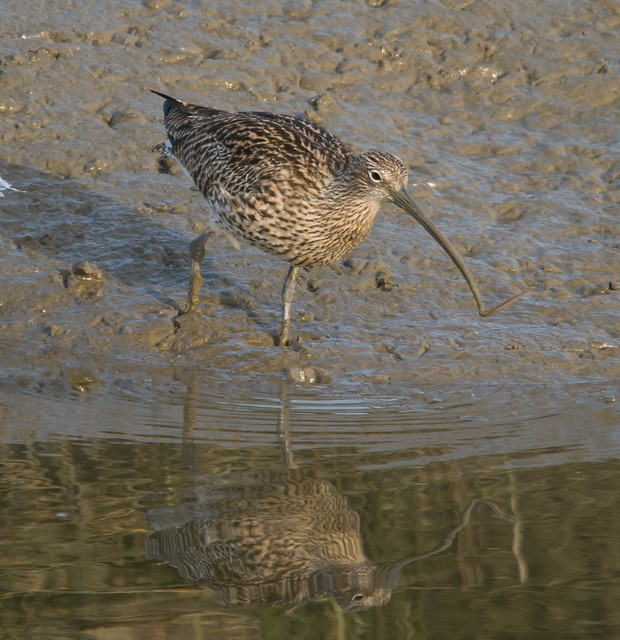 curlew  with lugworm