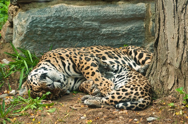 Jaguars at Rest (P1260045)