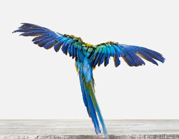 Macaw-01