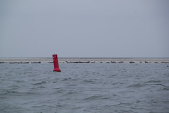 Seals on the 'Blauwe Balg'