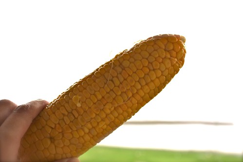 Sweet corn of Hokkaido! 北海道のゆでとうきび！