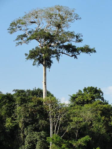 A ceiba tree stands clear above the forest canopy