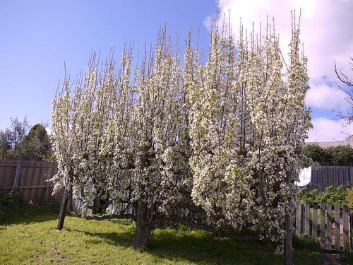 Pear Tree In Bloom