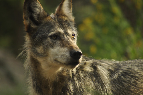 wolf2 by JenniferEatonPhotography
