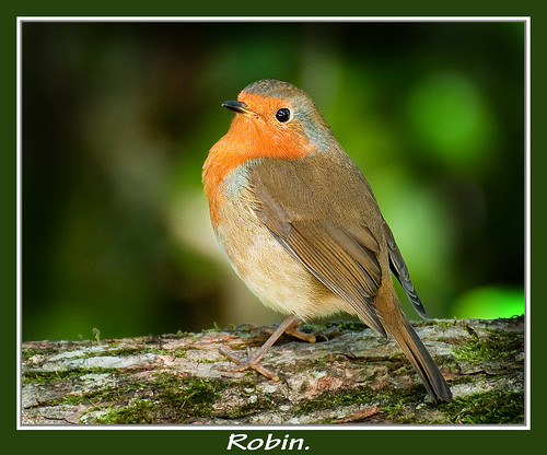 Mr Robin. by Andy Short